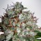 Auto Big Bud XXL Feminised Silver