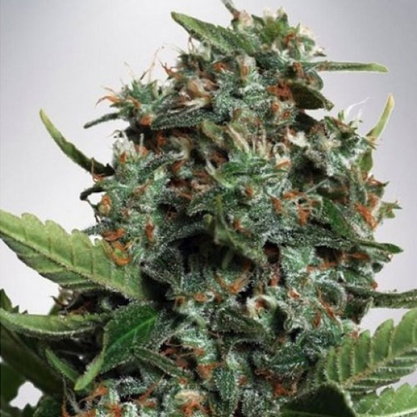 Auto Big Bud XXL Feminised Silver