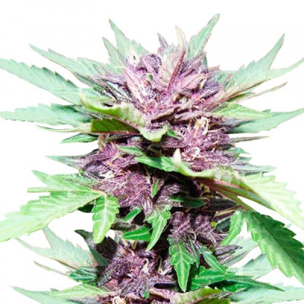 Auto Dark Purple Feminised