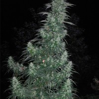 Auto Panama Lime Feminised Silver