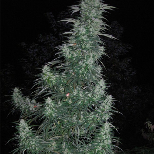 Auto Panama Lime Feminised Silver