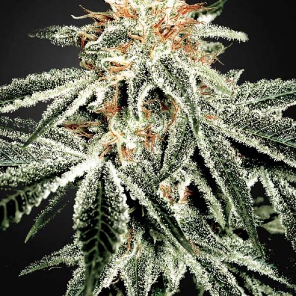 White Widow Silver
