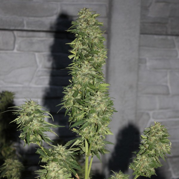 AK-47 Feminised Silver