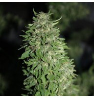 AK-47 Feminised Silver