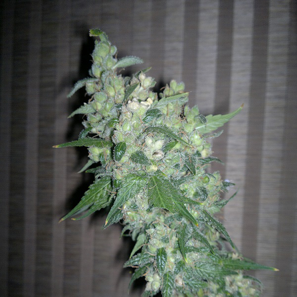 AK-48 Feminised Silver