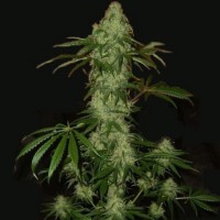 AK-49 Feminised Gold