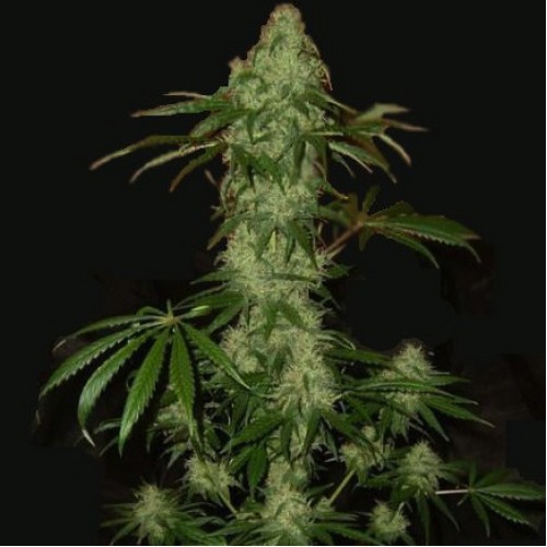 AK-49 Feminised Gold