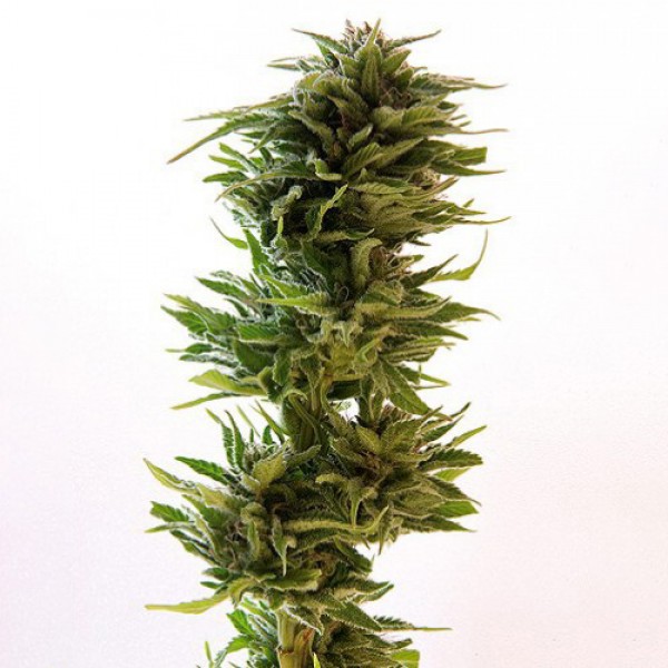 Amnesia Lemon Feminised Silver