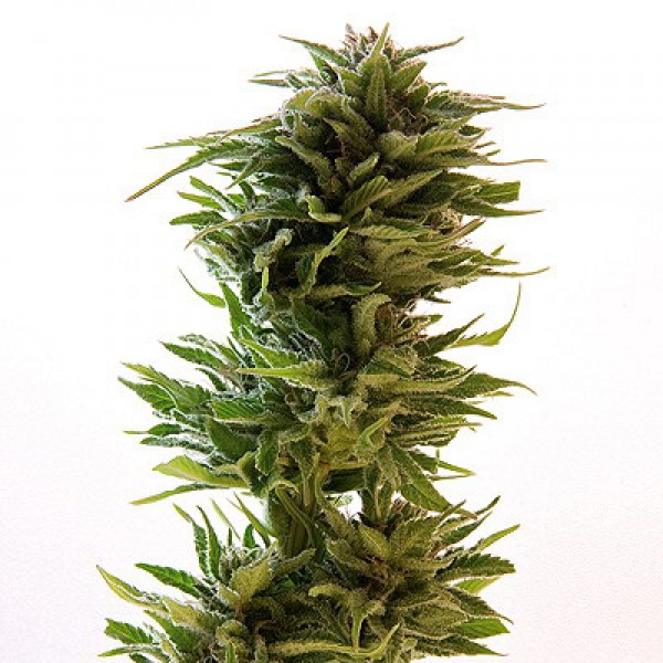 Amnesia Lemon Silver