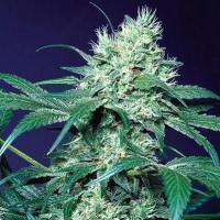 Amsterdam Flame Silver regular