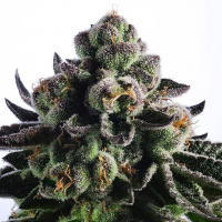 Animal Cookies Silver