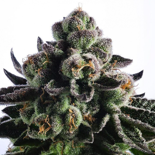 Animal Cookies Silver