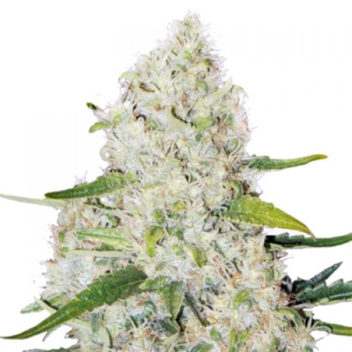 Auto Think Big Feminised Silver