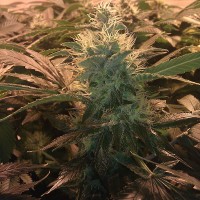 Auto Acid Feminised Silver