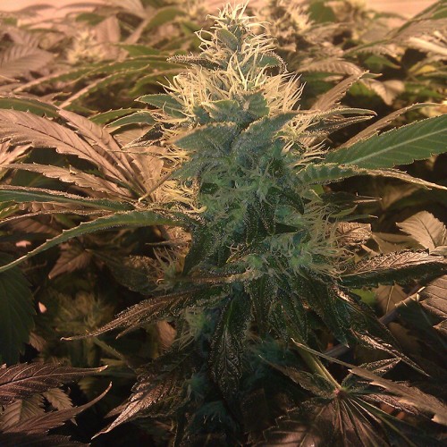 Auto Acid Feminised Silver