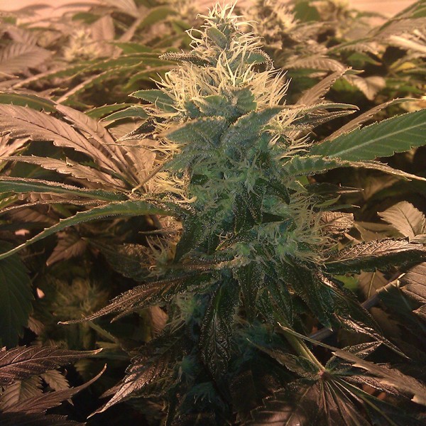 Auto Acid Feminised Silver