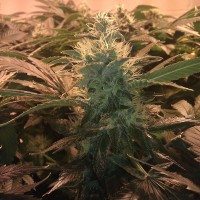 Auto Acid Silver regular