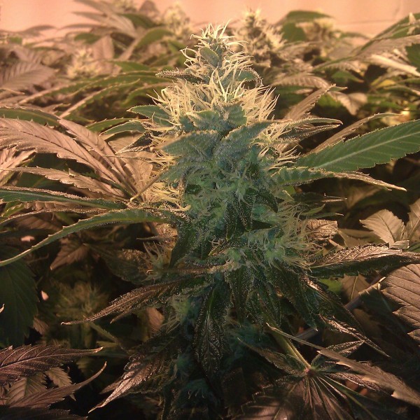 Насіння Auto Acid Silver regular