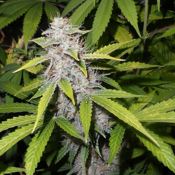 Auto Afghani Silver regular