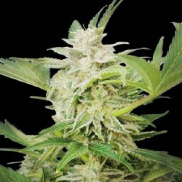 Auto AK Feminised Silver