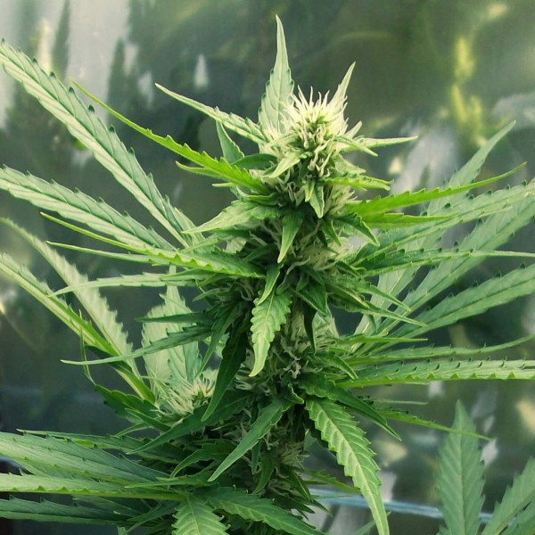 Насіння Auto AK Silver