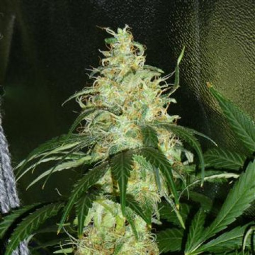 Auto Amnesia 2.0 Feminised Silver