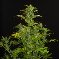 Auto Amnesia XXL Feminised Silver