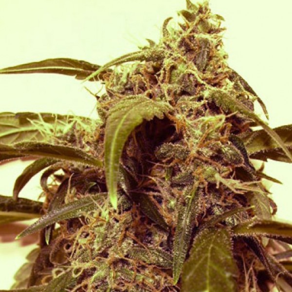 Насіння Auto Assassin Silver