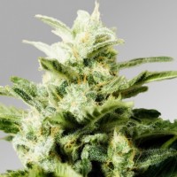 Auto Betty Boo Silver