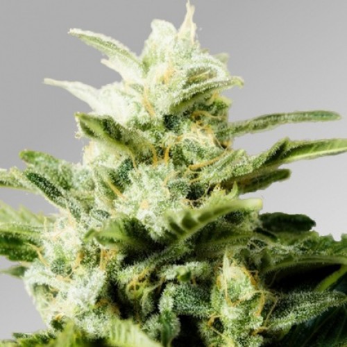 Auto Betty Boo Silver