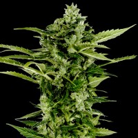 Насіння Auto Big Boom Feminised Silver