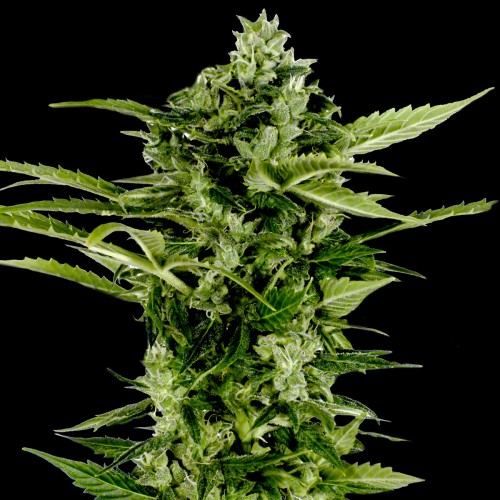 Auto Big Boom Feminised Silver