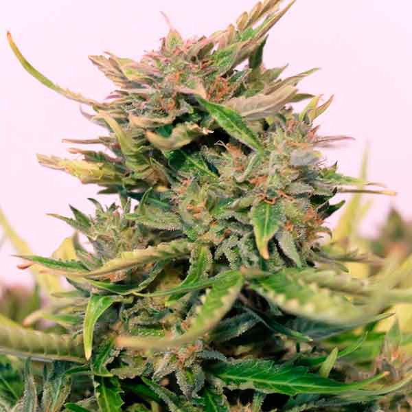 Auto Big Boom Silver