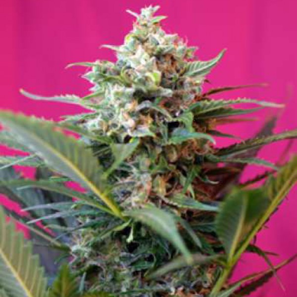 Auto Big Devil XL Silver