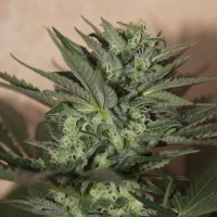 Auto Big White Shark Silver