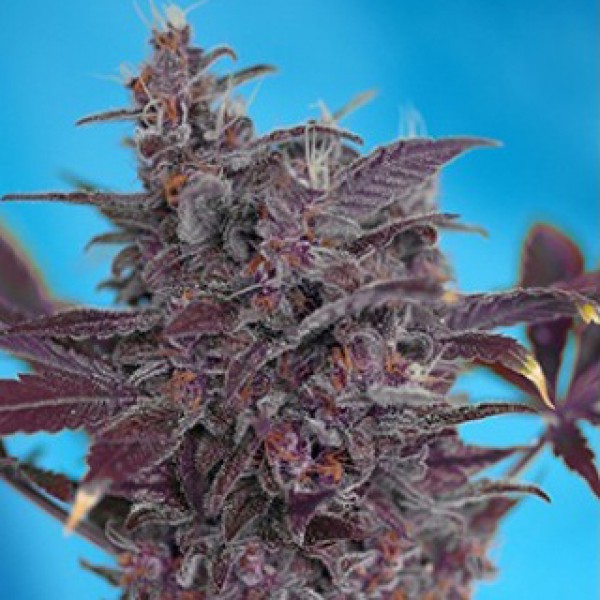 Auto Black Cream Feminised Silver