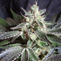 Auto Dark Jack Silver