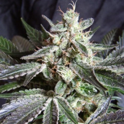 Auto Dark Jack Silver