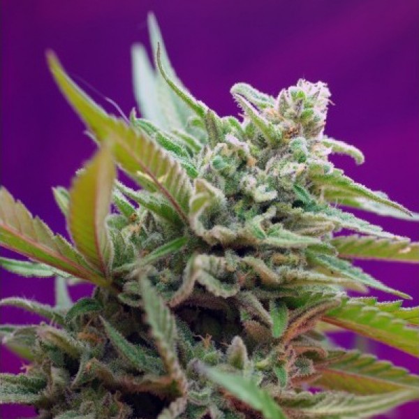 Auto Dark Jack Feminised Silver