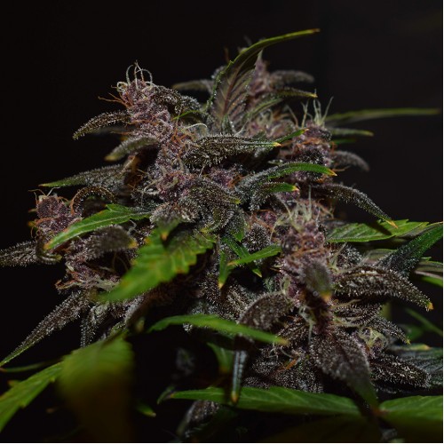 Auto Blackberry Feminised Silver