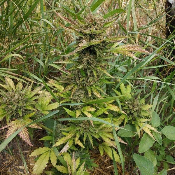 Auto Bloody Skunk Feminised Silver