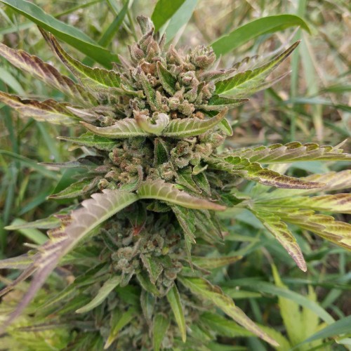 Auto Bloody Skunk Feminised Silver