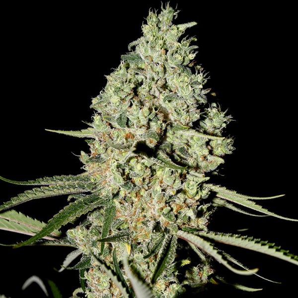 Насіння Auto Blue Amnesia Feminised Silver