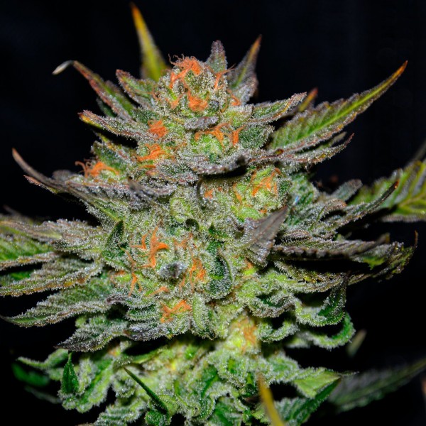 Auto Blue Dream Silver