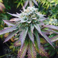 Насіння Auto Blue Gelato Feminised Silver