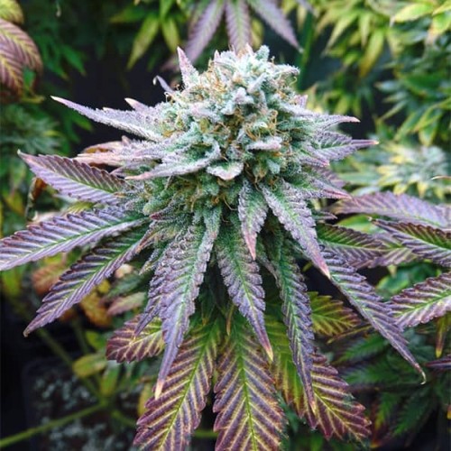 Auto Blue Gelato Feminised Silver seeds