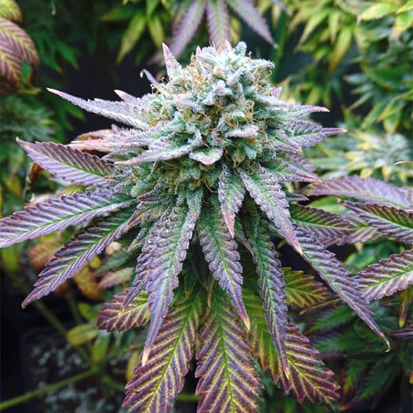 Auto Blue Gelato Feminised Silver seeds