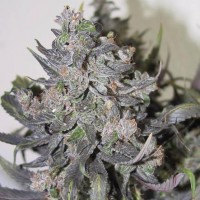 Auto Blue Mystic Feminised Silver