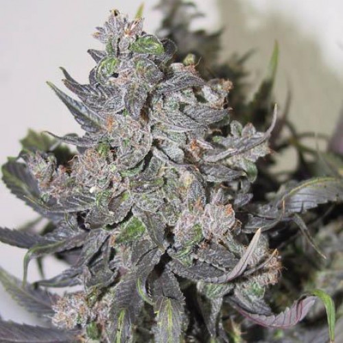 Auto Blue Mystic Feminised Silver