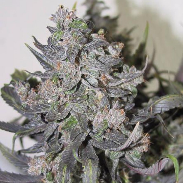 Auto Blue Mystic Feminised Silver